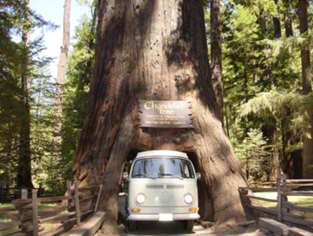 Arbol Arbol