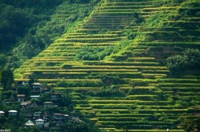 Cultivo de arroz de la cordillera filipina