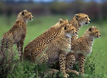 Parque Nacional Chobe