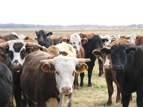 Vacas argentinas