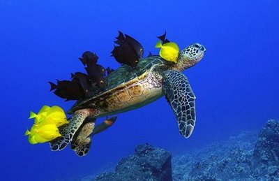 turtle-photo