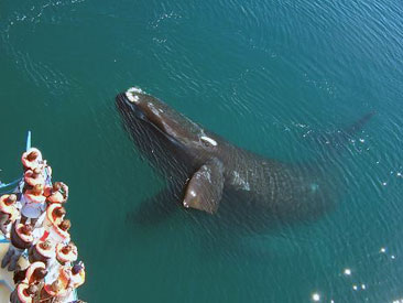 Avistaje de ballenas en Puerto Pirámides